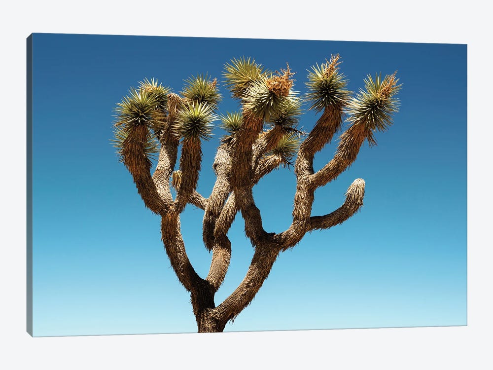 American West - Joshua Tree by Philippe Hugonnard 1-piece Canvas Art