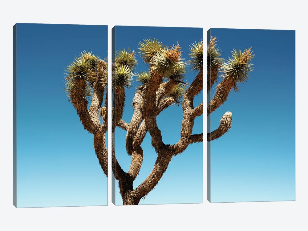 American West - Joshua Tree by Philippe Hugonnard 3-piece Canvas Wall Art