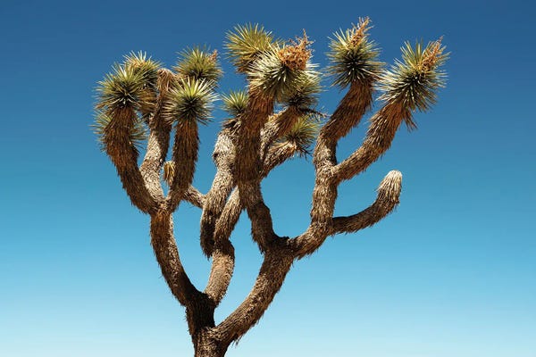 Joshua Tree National Park: American West - Joshua Tree by Philippe Hugonnard