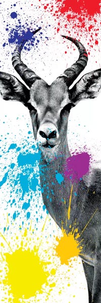 Antelopes: Antelope Impala II by Philippe Hugonnard