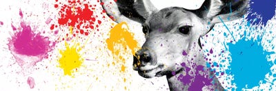 Antelope Portrait III by Philippe Hugonnard framed canvas print