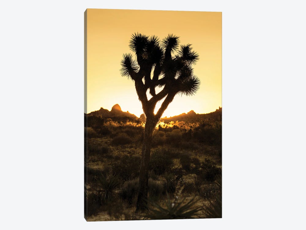 American West - Joshua Sunset by Philippe Hugonnard 1-piece Canvas Artwork