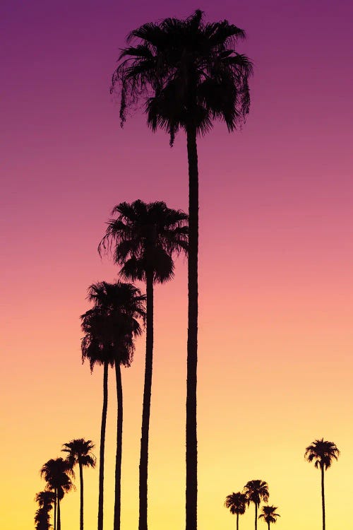 American West - Sunset Palm Trees