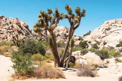 American West - Joshua Tree Desert by Philippe Hugonnard canvas print
