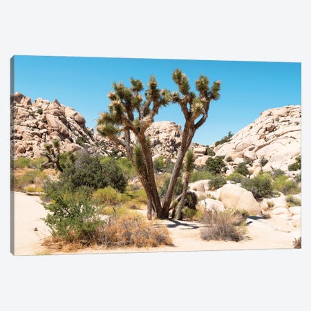 American West - Joshua Tree Desert Canvas Print #PHD2218} by Philippe Hugonnard Canvas Wall Art