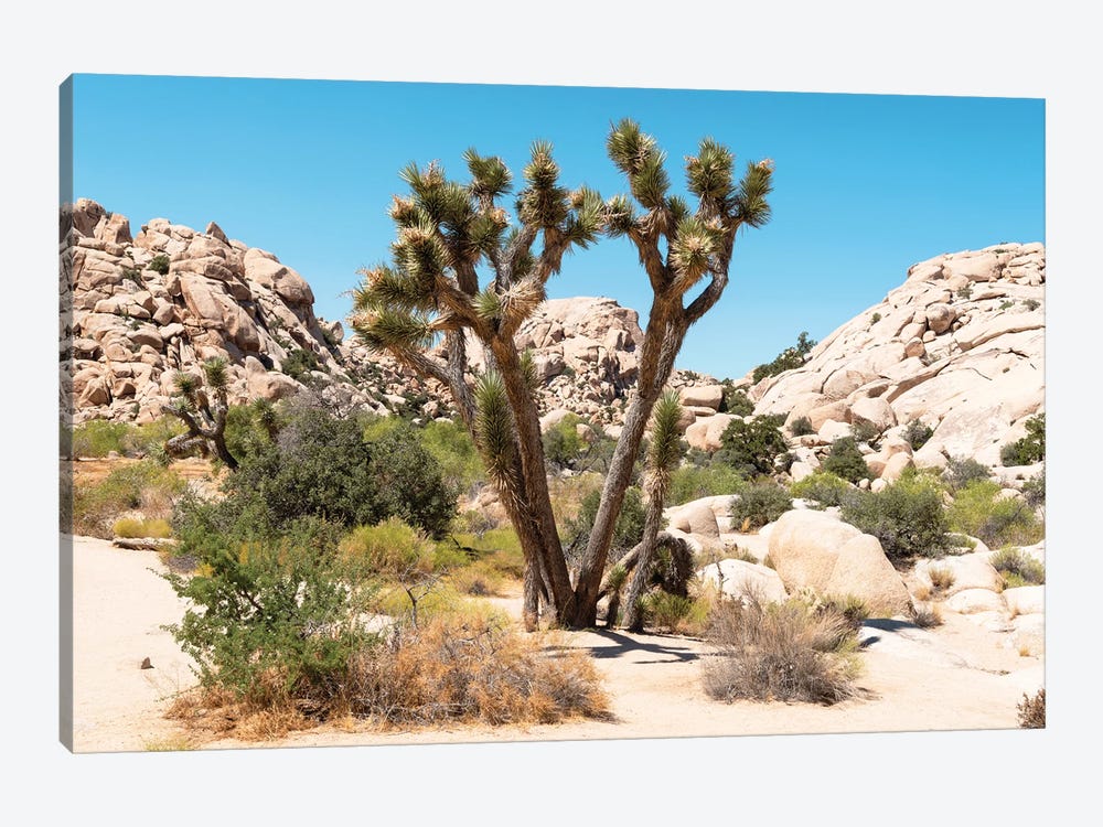 American West - Joshua Tree Desert by Philippe Hugonnard 1-piece Canvas Artwork
