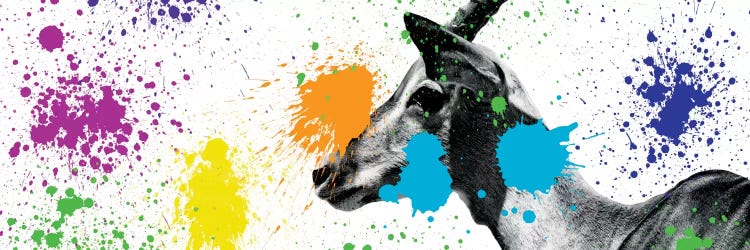 Antelope Portrait V by Philippe Hugonnard wall art