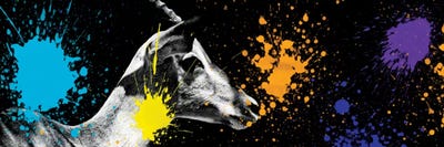 Antelope Portrait VI by Philippe Hugonnard framed canvas print