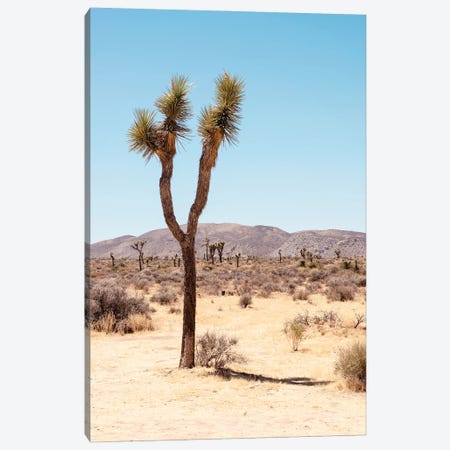 American West - Joshua's Desert Canvas Print #PHD2220} by Philippe Hugonnard Canvas Art Print
