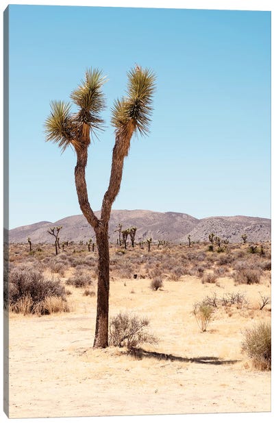 American West - Joshua's Desert Canvas Art Print - Joshua Tree National Park