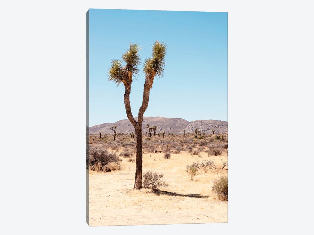 American West - Joshua's Desert by Philippe Hugonnard 1-piece Canvas Art Print