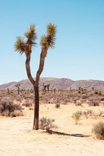 Joshua Tree National Park: American West - Joshua's Desert by Philippe Hugonnard