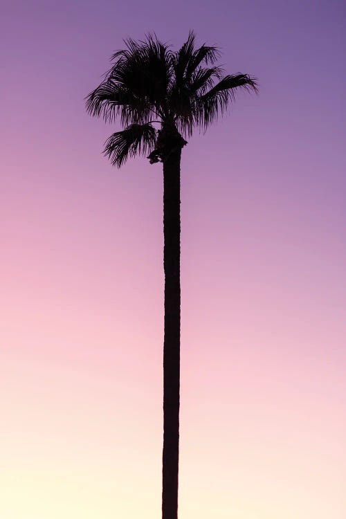American West - Palm Pink by Philippe Hugonnard wall art