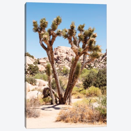 American West - Wild Joshua Tree Canvas Print #PHD2230} by Philippe Hugonnard Canvas Art