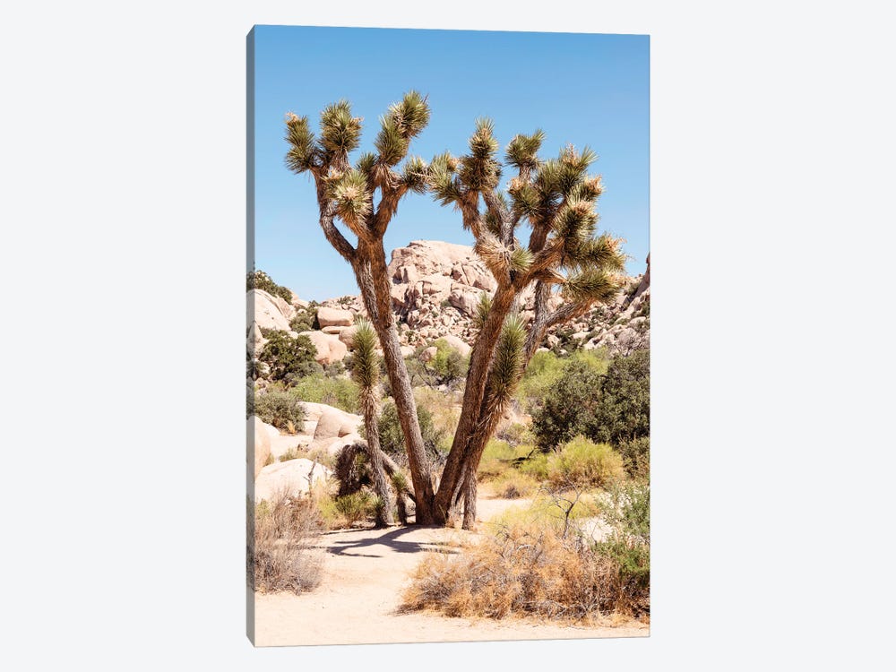 American West - Wild Joshua Tree by Philippe Hugonnard 1-piece Canvas Wall Art