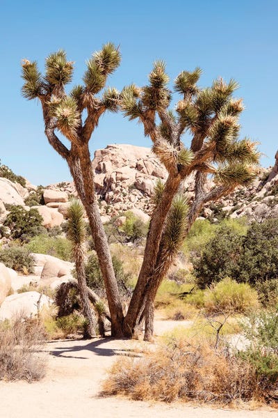 Joshua Tree National Park: American West - Wild Joshua Tree by Philippe Hugonnard