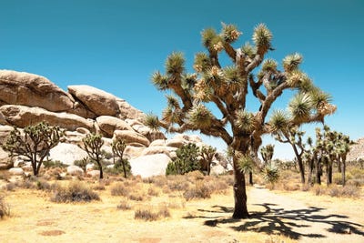 Joshua Tree National Park - American West by Philippe Hugonnard framed canvas print