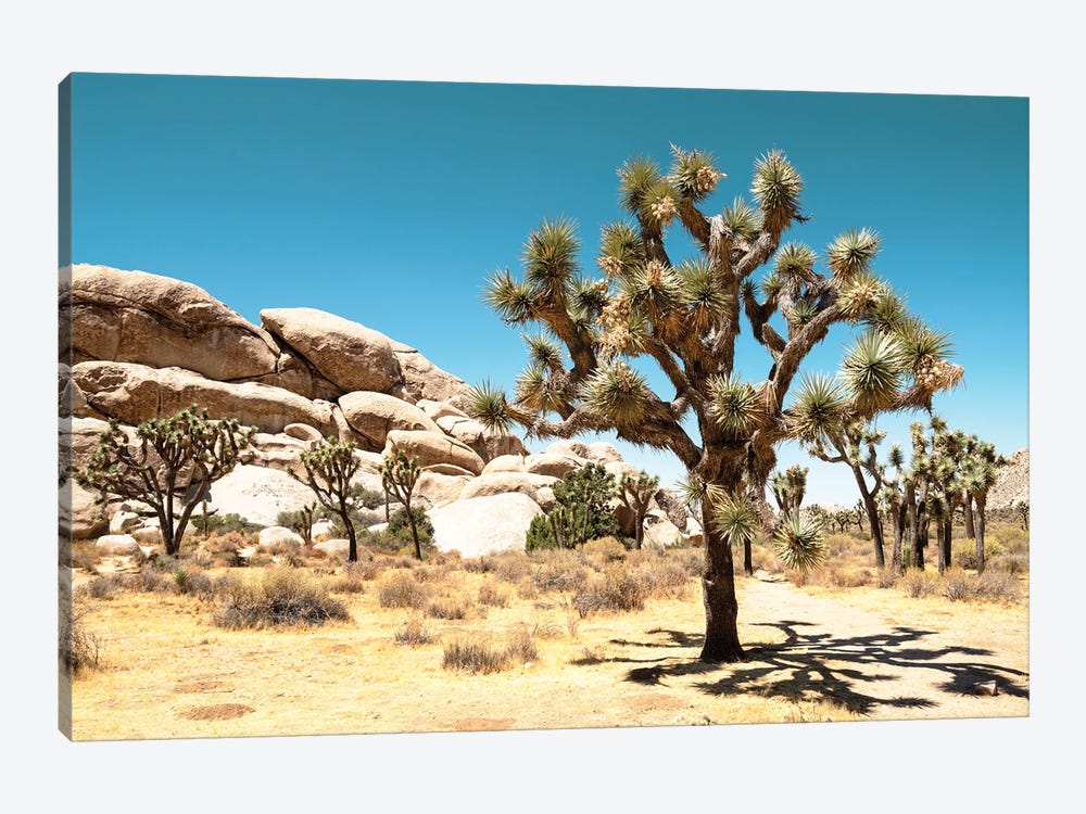 American West - Joshua Tree National Park by Philippe Hugonnard 1-piece Canvas Artwork