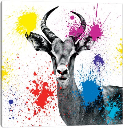 Antelope Reedbuck III Canvas Art Print - Antler Art