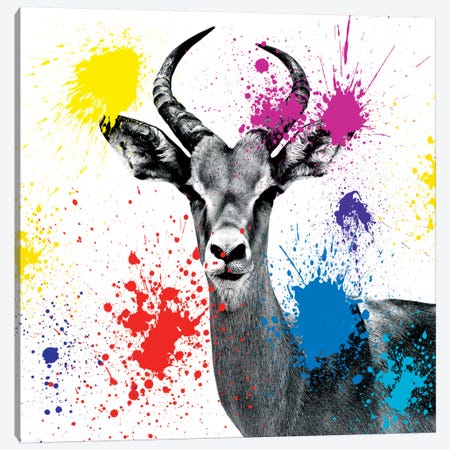 Antelope Reedbuck III Canvas Print #PHD227} by Philippe Hugonnard Canvas Art Print