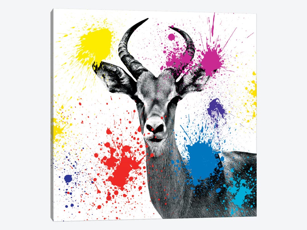 Antelope Reedbuck III by Philippe Hugonnard 1-piece Canvas Wall Art