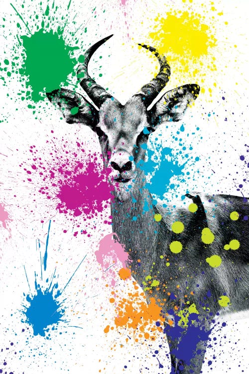 Antelope Reedbuck V