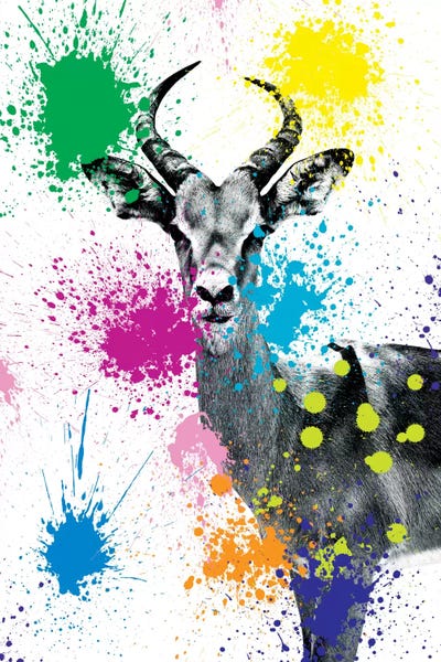 Antelope Reedbuck V