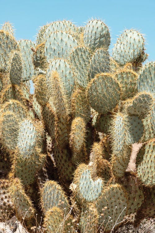 American West - Cacti