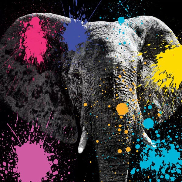 Color Pop Photography: Elephant III by Philippe Hugonnard