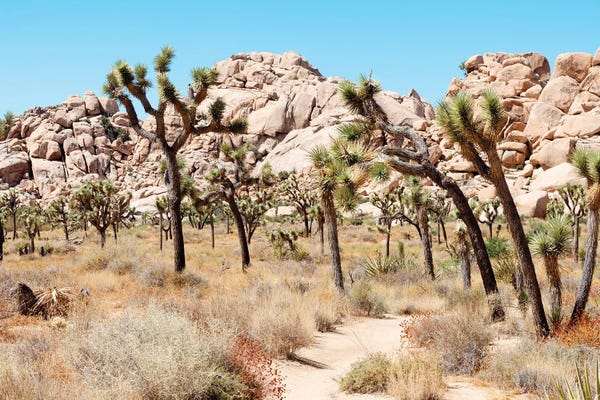 Joshua Tree National Park: Joshua Tree National Park III - American West by Philippe Hugonnard
