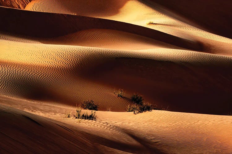 Wild Sand Dunes - Sunlight