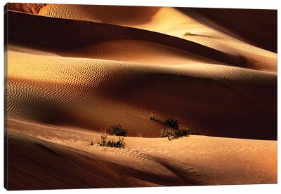 Wild Sand Dunes - Sunlight Canvas Art Print - Wild Sand Dunes