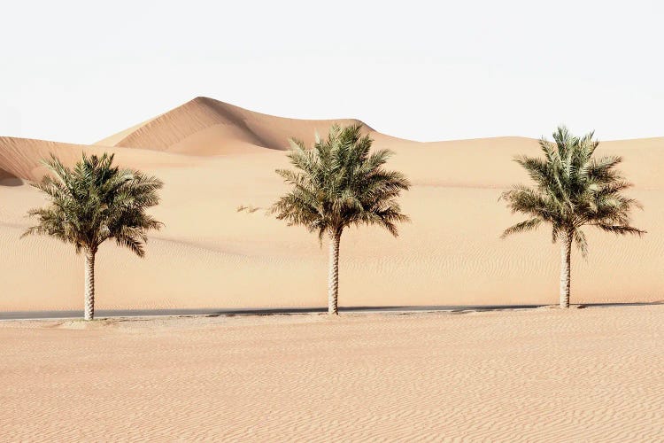 Wild Sand Dunes - Palm Trees