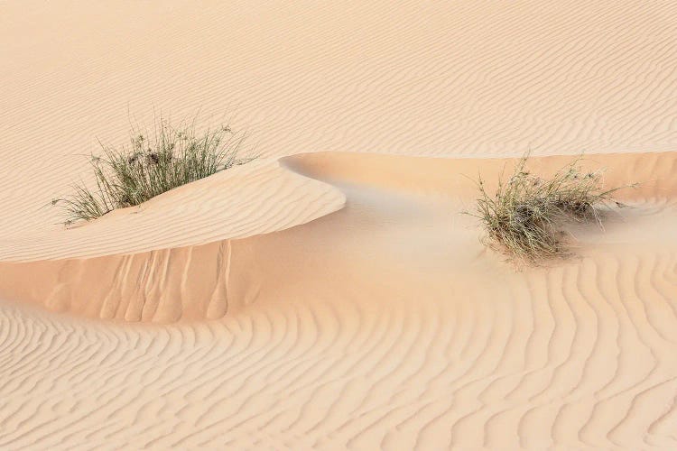 Wild Sand Dunes - Snake Wave