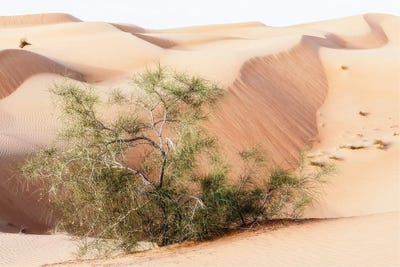 Wild Sand Dunes - Survivor by Philippe Hugonnard canvas print