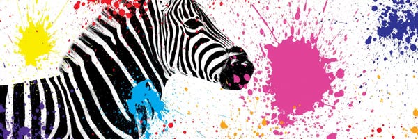 Color Pop Photography: Zebra VII by Philippe Hugonnard
