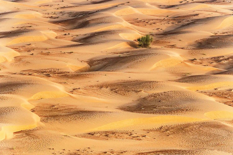 Dubai UAE - Sunset Sand Dunes