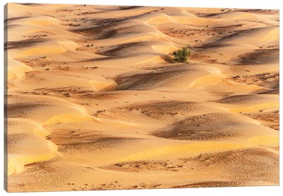 Dubai UAE - Sunset Sand Dunes Canvas Art Print - Dubai Art