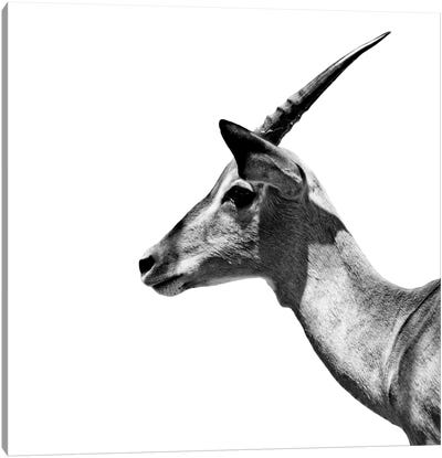 Antelope Impala White Edition III Canvas Art Print - Antler Art