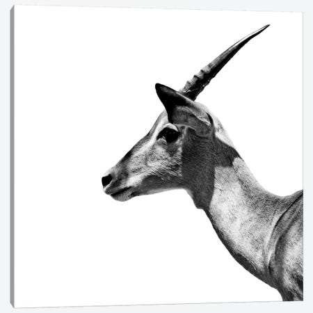 Antelope Impala White Edition III Canvas Print #PHD252} by Philippe Hugonnard Canvas Print