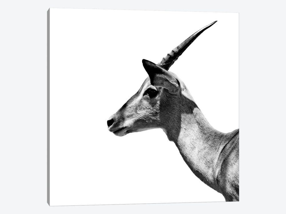 Antelope Impala White Edition III by Philippe Hugonnard 1-piece Canvas Art