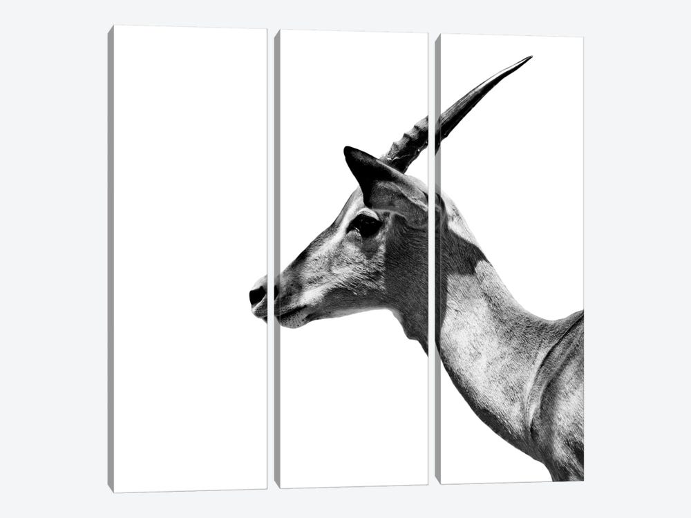 Antelope Impala White Edition III by Philippe Hugonnard 3-piece Canvas Art