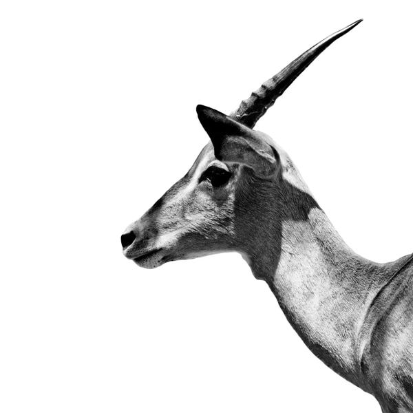Antelopes: Antelope Impala White Edition III by Philippe Hugonnard