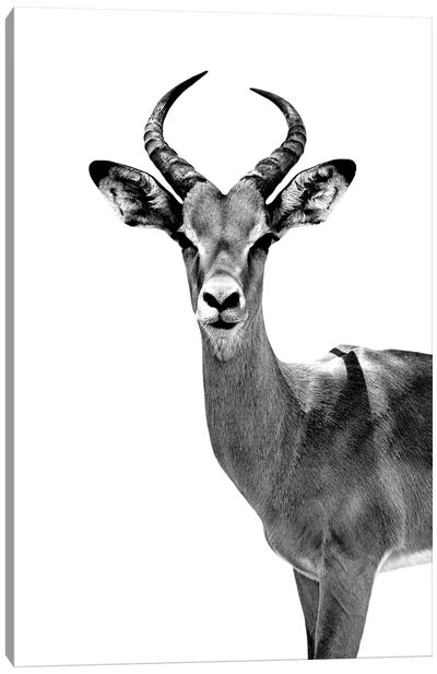 Antelope White Edition Canvas Art Print - Antelope Art