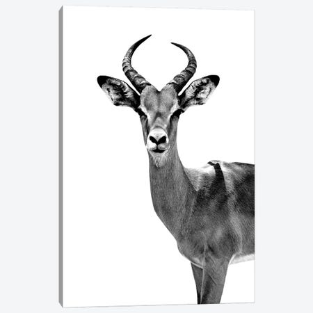 Antelope White Edition Canvas Print #PHD253} by Philippe Hugonnard Canvas Print