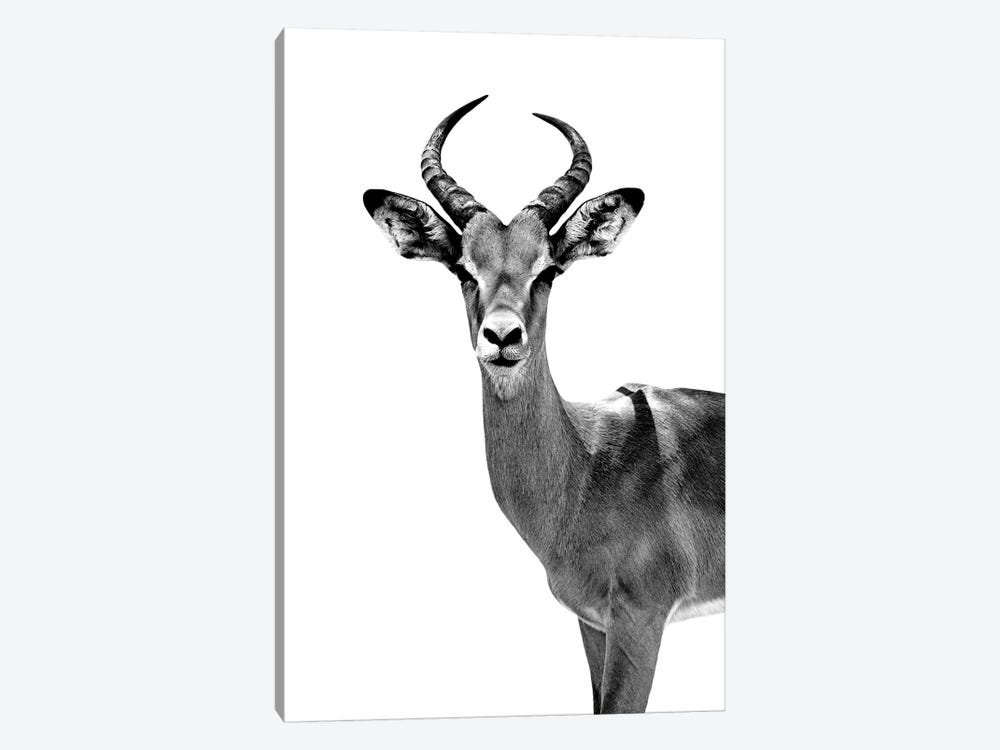 Antelope White Edition by Philippe Hugonnard 1-piece Art Print