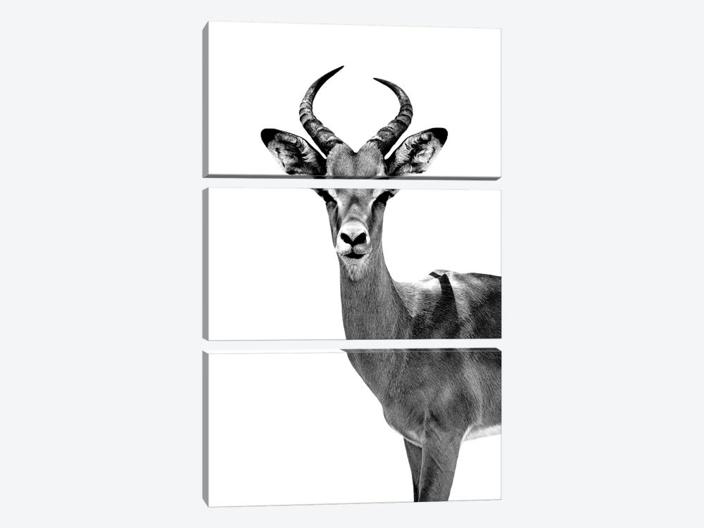 Antelope White Edition by Philippe Hugonnard 3-piece Art Print
