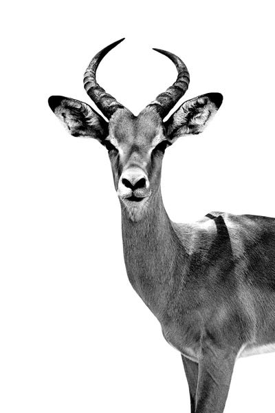 Antlers: Antelope White Edition by Philippe Hugonnard