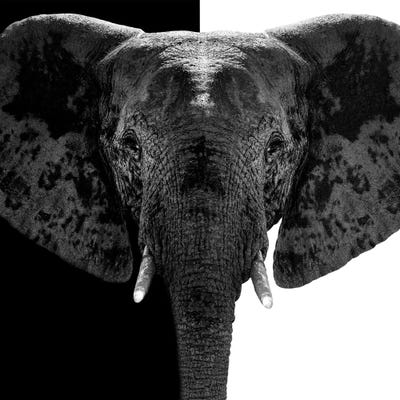 Elephant B&W IV by Philippe Hugonnard multi panel art