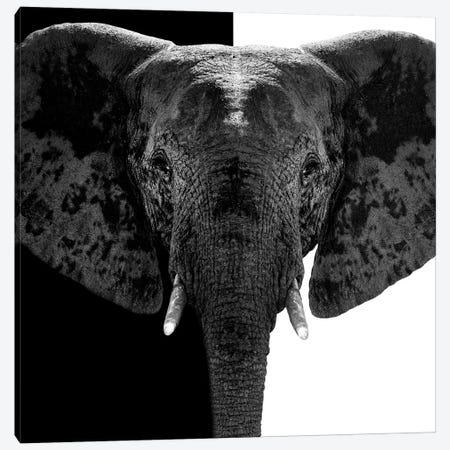 Elephant B&W IV Canvas Print #PHD254} by Philippe Hugonnard Canvas Wall Art